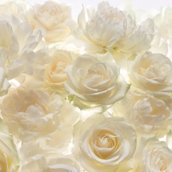 Panoramique komar colours...