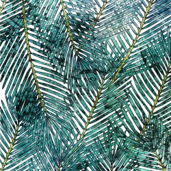 Panoramique komar pure palm...