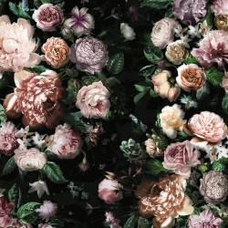 Panoramique komar pure...