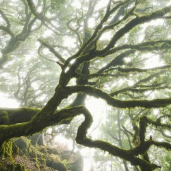 Panoramique komar pure the...