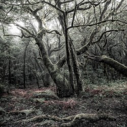 Panoramique komar...