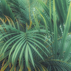 Panoramique Foggy Fern...