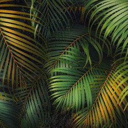 Panoramique Amazon Fern...