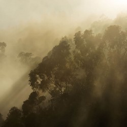 Panoramique Foggy Sunshine...